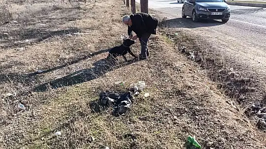 Gaziantep'te sahipsiz pitbull paniği