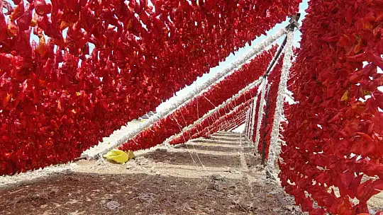 Gaziantep'te yeni mahsul kurutmalıklar tezgaha inmeye başladı