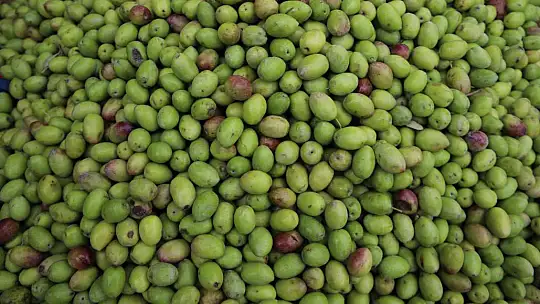 Gaziantep'te yeşil zeytin tezgaha indi
