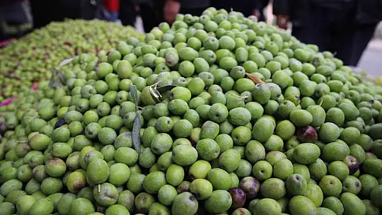 Gaziantep'te yeşil zeytin tezgaha indi