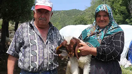 Gaziantep'teki depremzede besiciler devlet desteğiyle üretime devam ediyor