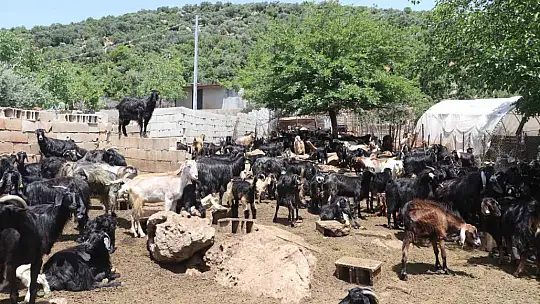 Gaziantep'teki depremzede besiciler devlet desteğiyle üretime devam ediyor
