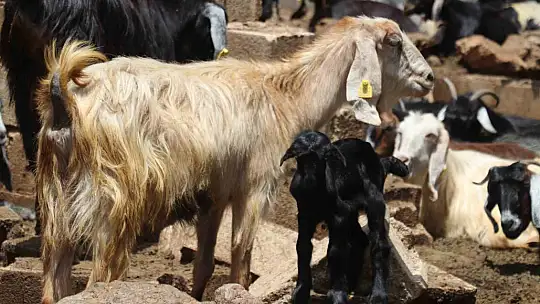Gaziantep'teki depremzede besiciler devlet desteğiyle üretime devam ediyor