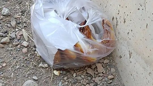 Gaziantep'ten İzmir'e kaçmışlardı: Çift, cinayete kurban gitti