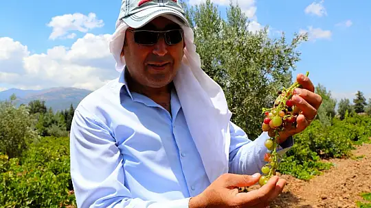 Gaziantepli çiftçiler üzüm hasadı için gün sayıyor