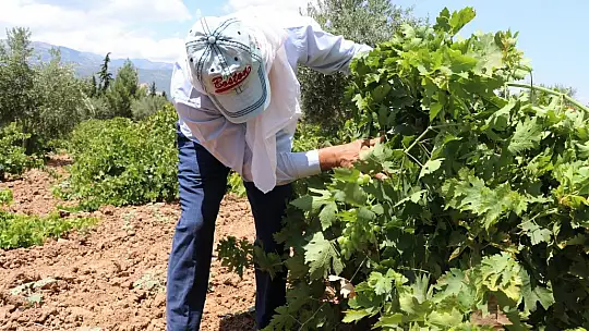 Gaziantepli çiftçiler üzüm hasadı için gün sayıyor