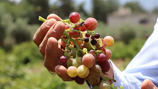Gaziantepli çiftçiler üzüm hasadı için gün sayıyor