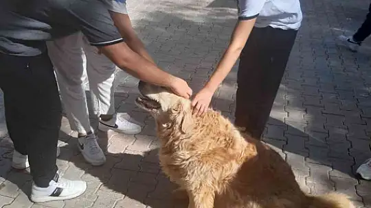 GKV'li öğrencilerinden hayvanlara mama desteği
