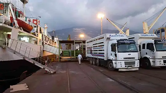 Güneydoğu'dan canlı hayvan ihracatı başladı