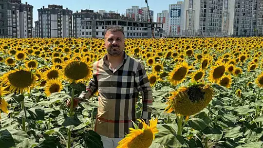 Güneydoğu'nun 7 aylık ayçiçek yağı ihracatı 294 milyon dolar
