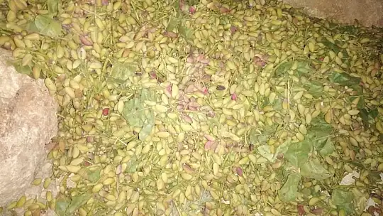 Hasat dönüşü feci kaza: 1 ölü, 2 yaralı