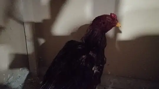 Horoz dövüştürülen çiftliğe baskın: 40 kişiye 60 bin lira ceza