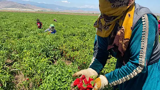 İslahiye'de 'acı' hasat