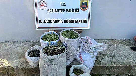 Jandarma 120 kilo zeytin çalan 3 şüpheliyi yakaladı