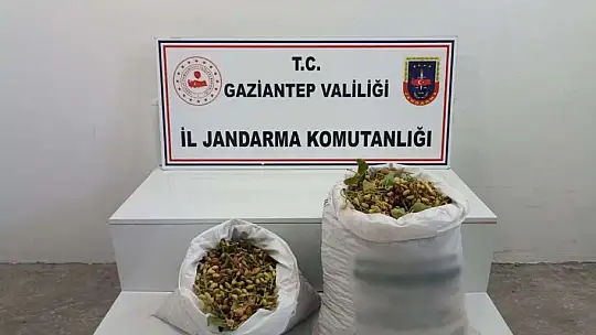 Jandarmadan 'yeşil altın' nöbeti
