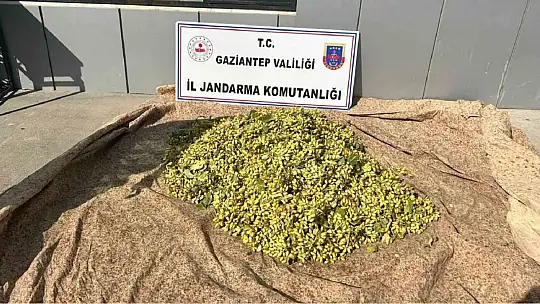 Jandarmadan 'yeşil altın' nöbeti