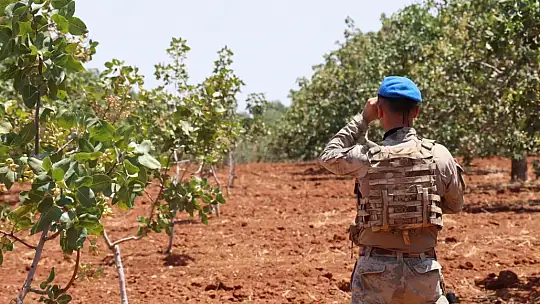 Jandarmadan 'yeşil altın' nöbeti