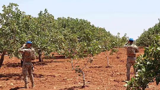 Jandarmadan 'yeşil altın' nöbeti