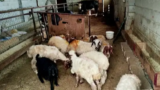 Jandarmadan dolandırıcılara dev operasyon