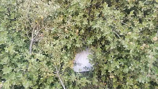 Jandarmadan uyuşturucu ve tarihi eser operasyonu