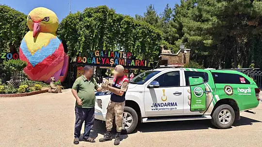 Jandarmadan yaralı yırtıcı kuşlara şefkat eli