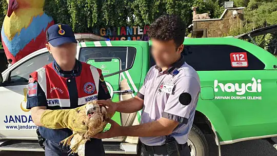 Jandarmadan yaralı yırtıcı kuşlara şefkat eli