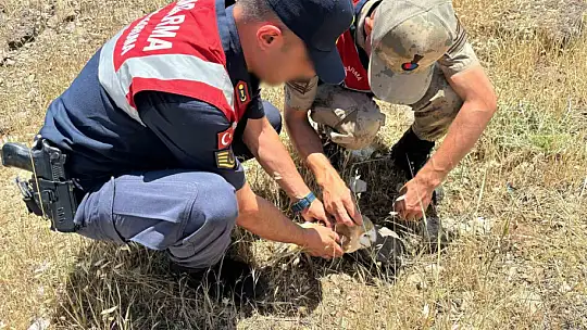 Jandarmadan yaralı yırtıcı kuşlara şefkat eli