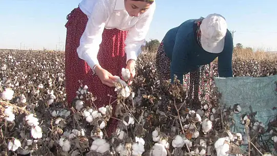 Kadın kaymakam şalvar giyip pamuk topladı