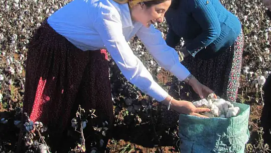 Kadın kaymakam şalvar giyip pamuk topladı