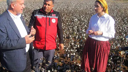 Kadın kaymakam şalvar giyip pamuk topladı