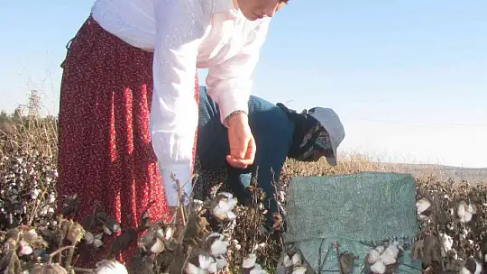 Kadın kaymakam şalvar giyip pamuk topladı