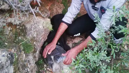 Kafası bidona sıkışan köpek günler sonra fark edilerek kurtarıldı