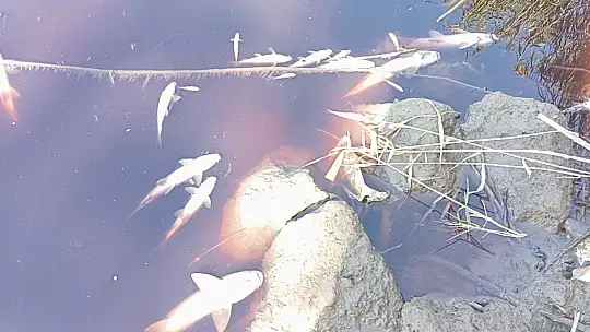 Karasu Çayı'na dökülen kimyasal atıklar yüzlerce balığı öldürdü