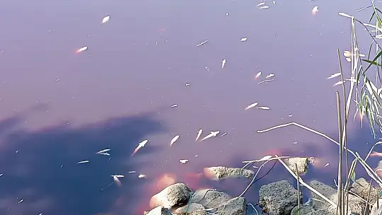 Karasu Çayı'na dökülen kimyasal atıklar yüzlerce balığı öldürdü