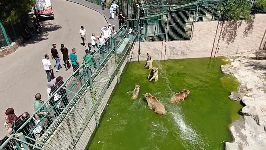 Kavurucu sıcaklarda hayvanlar buzlu kokteyl ile serinliyor
