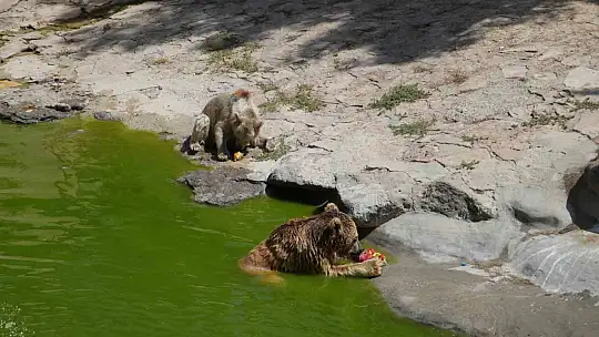 Kavurucu sıcaklarda hayvanlar buzlu kokteyl ile serinliyor