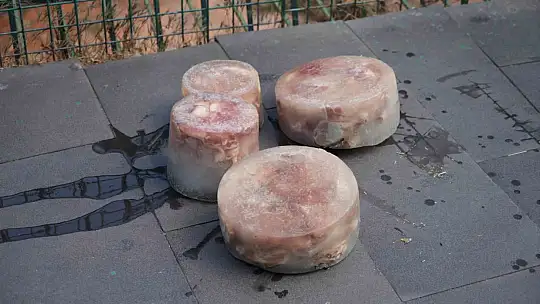 Kavurucu sıcaklarda hayvanlar buzlu kokteyl ile serinliyor