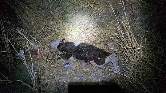 Kazada savrulan ineğe başka bir araç daha çarptı: 1'i ağır 3 yaralı
