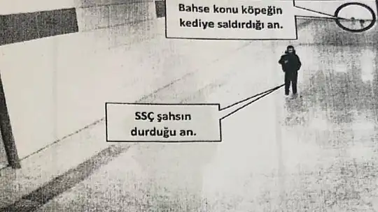 Kediye köpek saldırtarak öldüren şahıs 6 ay boyunca her ay hayvan konulu bir kitap okuyacak