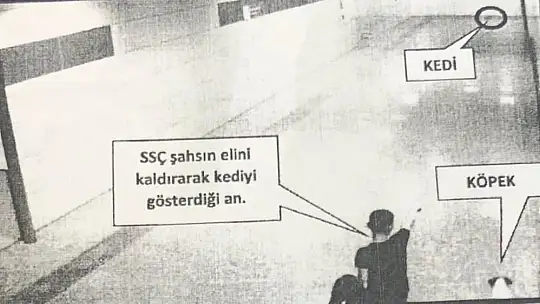 Kediye köpek saldırtarak öldüren şahıs 6 ay boyunca her ay hayvan konulu bir kitap okuyacak