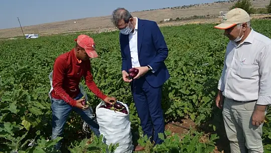 Kilis'te 7 bin 500 ton patlıcan üretildi