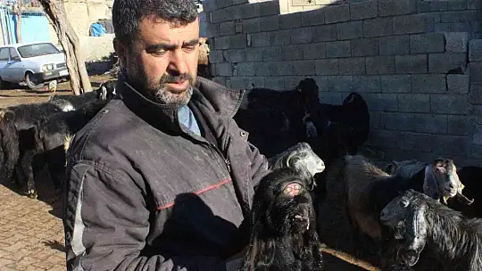 Kilis'te gözü alnında olan oğlak dünyaya geldi