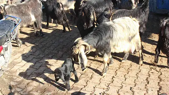 Kilis'te gözü alnında olan oğlak dünyaya geldi
