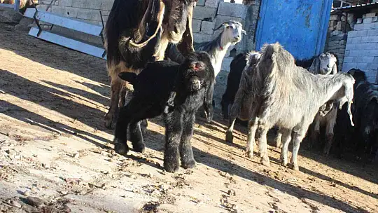 Kilis'te gözü alnında olan oğlak dünyaya geldi
