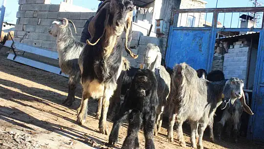 Kilis'te gözü alnında olan oğlak dünyaya geldi