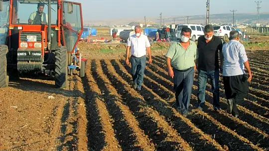 Gaziantep'te sarımsak dikimi başladı