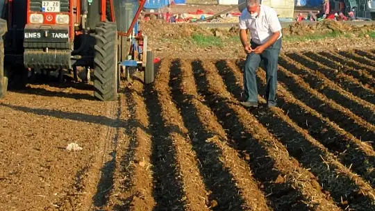 Gaziantep'te sarımsak dikimi başladı