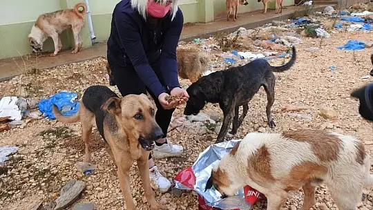 Mamaları çalan hırsızı beyzbol sopasıyla dövdü