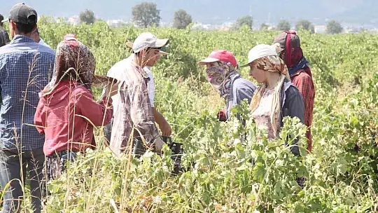 Meşhur 'Hatun Parmağı' üzümünün hasadı başladı