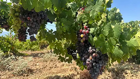 Meşhur 'Hatun Parmağı' üzümünün hasadı başladı